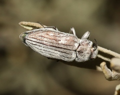 Chrysobothris deserta