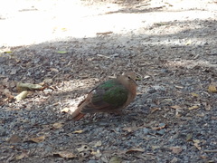 Chalcophaps longirostris