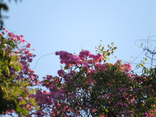 Handroanthus heptaphyllus