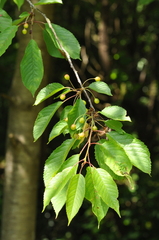 Prunus avium