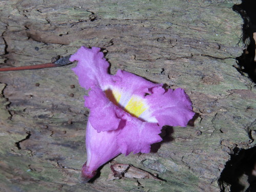 Handroanthus heptaphyllus