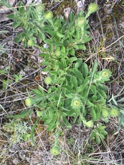 Aster alpinus vierhapperi