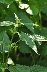 Urtica dioica