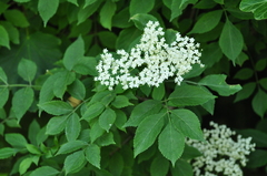 Sambucus nigra