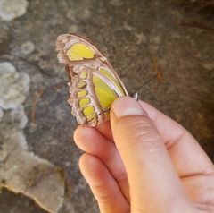 Philaethria wernickei