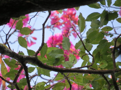 Handroanthus heptaphyllus