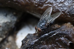 Calliphoridae