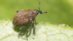 Rhinoncomimus latipes