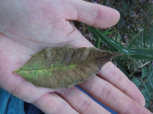 Handroanthus heptaphyllus
