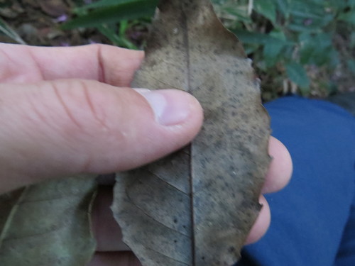 Handroanthus heptaphyllus