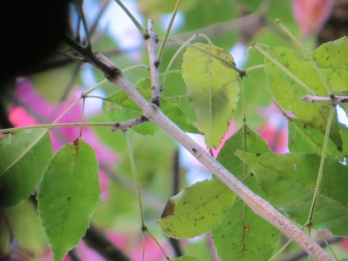 Handroanthus heptaphyllus