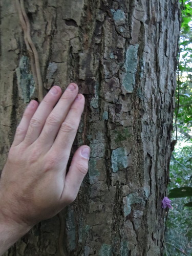 Handroanthus heptaphyllus