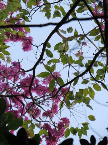 Handroanthus heptaphyllus