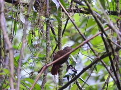 Syndactyla subalaris