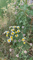 Tanacetum parthenium
