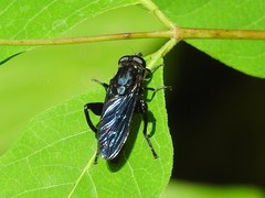 Chalcosyrphus chalybeus