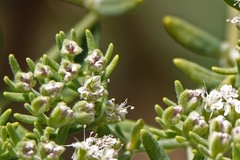 Eriogonum arborescens