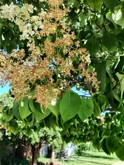 Syringa