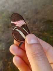 Heliconius besckei