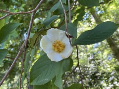 Stewartia
