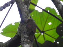 Dendrocincla fuliginosa