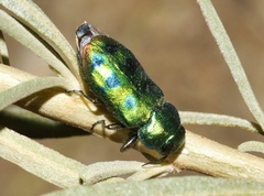 Knowltonia calida
