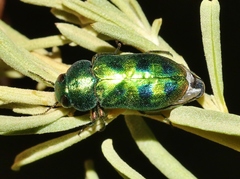 Knowltonia calida