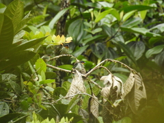 Ixothraupis rufigula