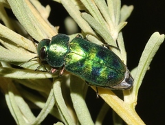 Knowltonia calida