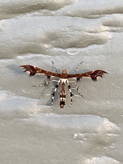 Geina tenuidactylus
