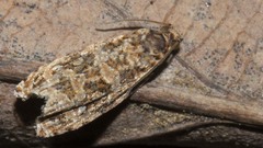 Phaecasiophora niveiguttana