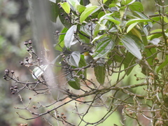 Chlorospingus flavigularis