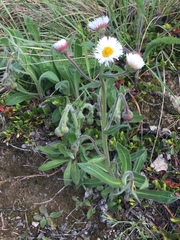 Erigeron glabellus pubescens