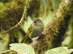 Chlorospingus semifuscus