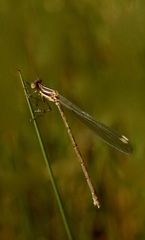 Lestes unguiculatus