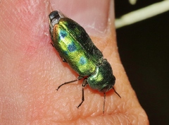 Knowltonia calida