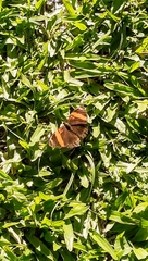 Adelpha lycorias lycorias