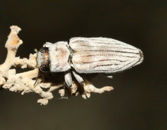 Chrysobothris deserta