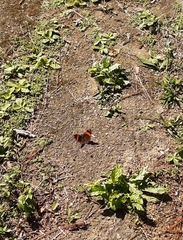 Adelpha lycorias lycorias