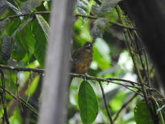 Chlorothraupis stolzmanni
