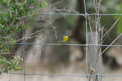 Setophaga americana × pitiayumi