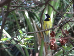 Pachycephala pectoralis contempta