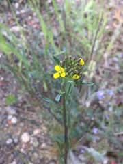 Erysimum coarctatum