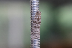 Dioryctria mendacella