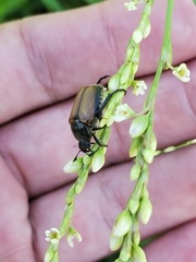 Strigoderma sulcipennis