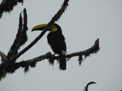 Ramphastos