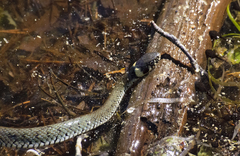 Natrix natrix natrix