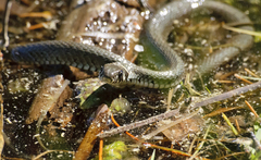 Natrix natrix natrix