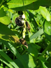 Strigoderma sulcipennis