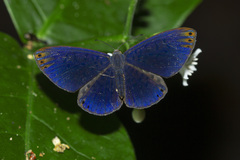 Metacharis regalis